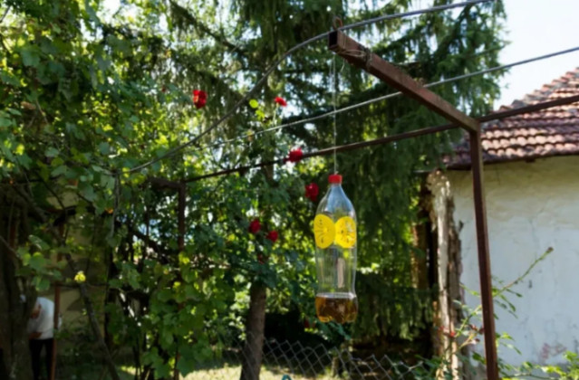 Poslije sat vremena više nećete vidjeti muhiu, ni komarca u blizini: SMUĆKAJTE IM POSLJEDNJU VEČERU - featured image Poslije sat vremena više nećete vidjeti muhiu, ni komarca u blizini: SMUĆKAJTE IM POSLJEDNJU VEČERU - featured image