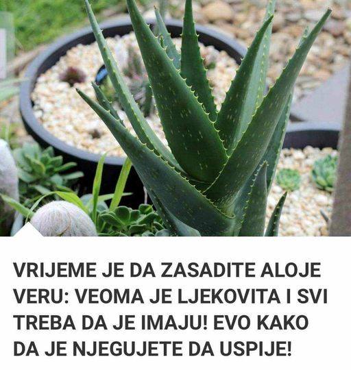 VREME JE DA ZASADITE ALOJE VERU: VEOMA JE LJEKOVITA! EVO KAKO DA JE NJEGUJETE DA USPE! - featured image VREME JE DA ZASADITE ALOJE VERU: VEOMA JE LJEKOVITA! EVO KAKO DA JE NJEGUJETE DA USPE! - featured image