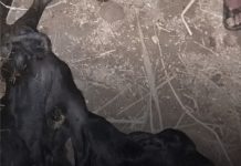 Krava otelila mutanta sa dvije glave i osam nogu, cijelo selo se skupilo Krava otelila mutanta sa dvije glave i osam nogu, cijelo selo se skupilo - featured image