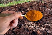Prirodna mješavina iz kuhinje koja može pomoći bašti da buja bez skupih đubriva Prirodna mješavina iz kuhinje koja može pomoći bašti da buja bez skupih đubriva - featured image