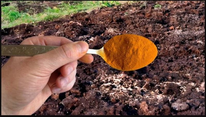 Prirodna mješavina iz kuhinje koja može pomoći bašti da buja bez skupih đubriva - featured image Prirodna mješavina iz kuhinje koja može pomoći bašti da buja bez skupih đubriva - featured image